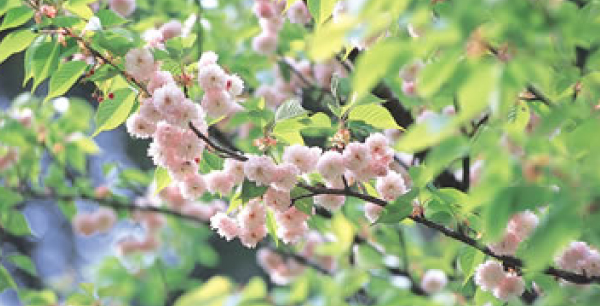 柳田植物公園